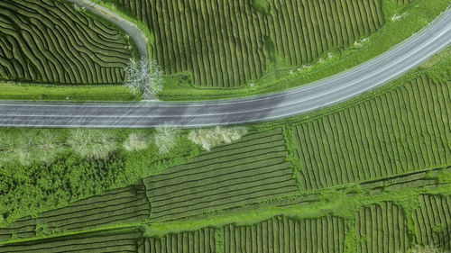 High angle view of corn field