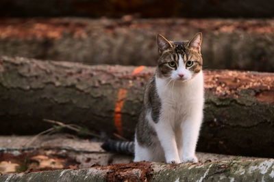 Portrait of cat sitting on wall