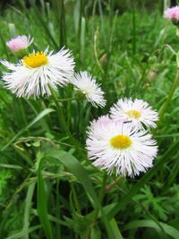 Close-up of white daisy flowers