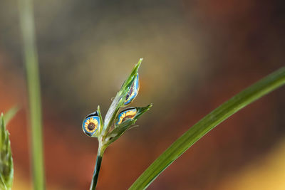 Close-up of insect on plant