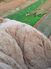 View of sheep on rock