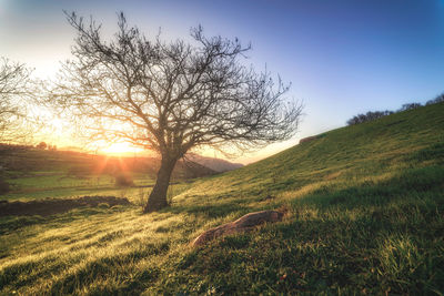 Scenic view of field against sky during sunset