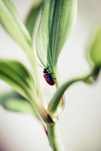 Close-up of ladybug on plant