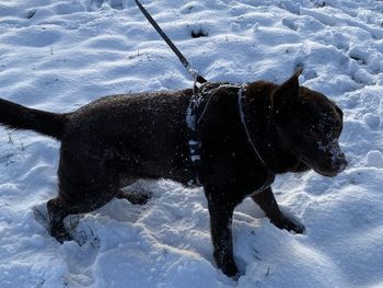 Dog on snow covered land