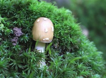 Close-up of plant growing in field