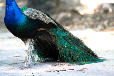 Close-up of peacock on land