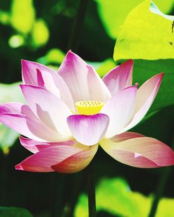 Close-up of lotus water lily