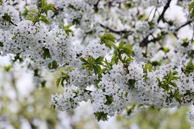 Close-up of white apple blossoms in spring