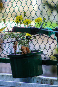 Bird on chainlink fence