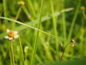 Close-up of insect on grass