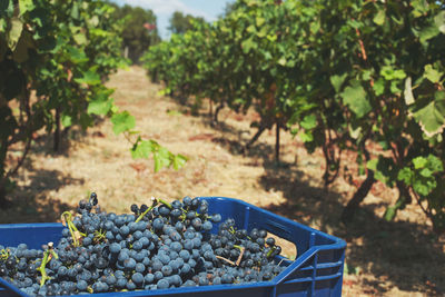 Grapes in vineyard