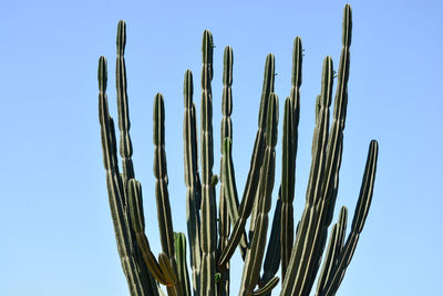 Low angle view of cactus against clear sky