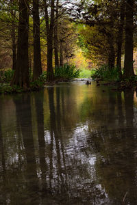 Scenic view of lake in forest