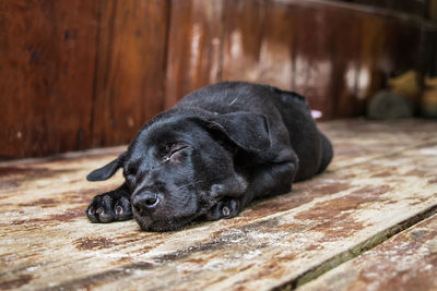 Black puppy sleeping on wood, brown background