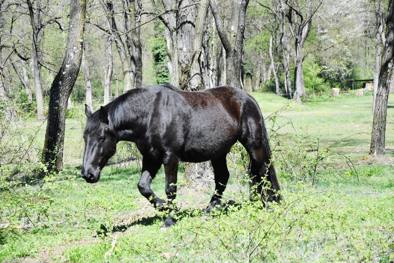 HORSE GRAZING ON FIELD AGAINST TREES