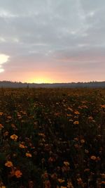 Scenic view of field against sky during sunset