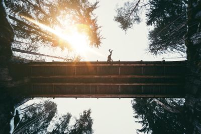 Sun shining through trees