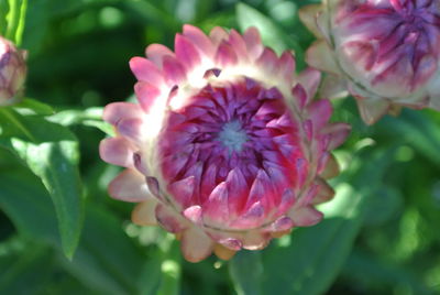 Close-up of flower blooming outdoors