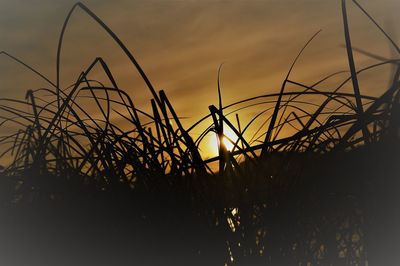 Close-up of silhouette plants on field against sky during sunset