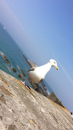 Seagull on a sea