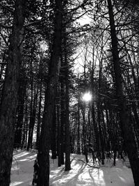 Snow covered trees in forest