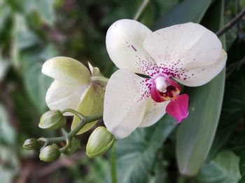 Close-up of pink flowering plant