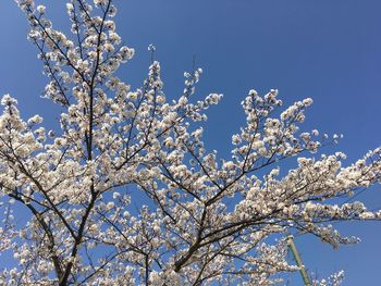 Low angle view of cherry blossom tree against blue sky