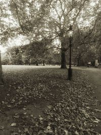 Trees on field against sky