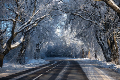 Road amidst trees