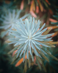 Close-up of white flower