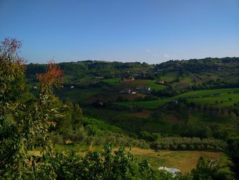 Scenic view of agricultural field against clear sky