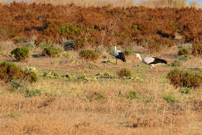 Ducks on a field