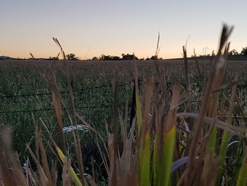 Close-up of plants growing on field against sky during sunset