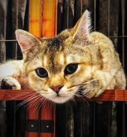 Close-up portrait of tabby cat