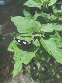 High angle view of butterfly on leaf