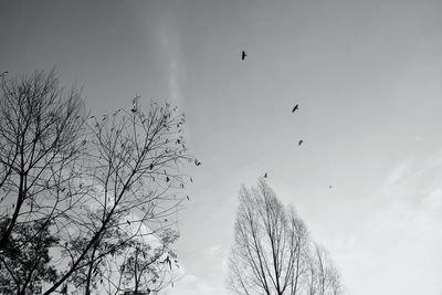 Low angle view of birds flying in sky