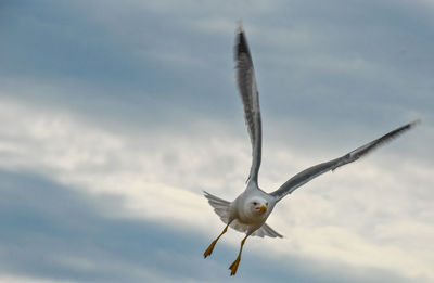 Low angle view of seagull flying