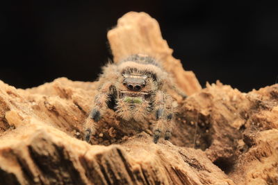 Close-up of spider on rock