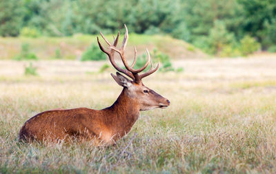 Side view of stag on grassy field