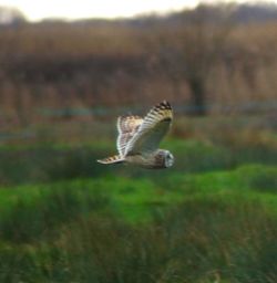 Close-up of eagle flying