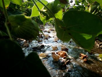 Close-up of plants in water