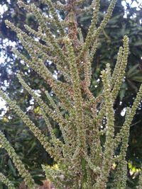 Close-up of pine tree