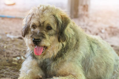 Close-up portrait of dog