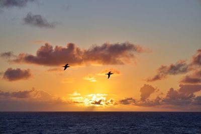 Sturgeons flying at sunrise