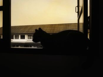 Side view of silhouette cat against window at home