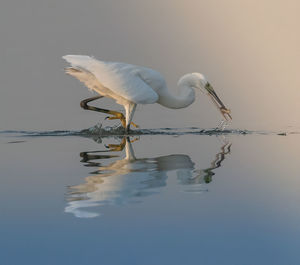 Bird perching on a lake