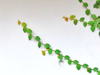 High angle view of leaves on white background