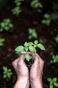 Cropped hands holding sapling in yard