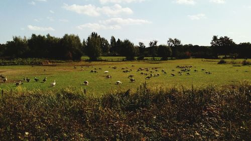 Flock of birds in the field