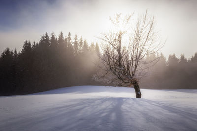 Bare trees on snow covered land against sky